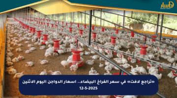 «تراجع لافت» في سعر الفراخ البيضاء.. أسعار الدواجن اليوم الإثنين 12-5-2025